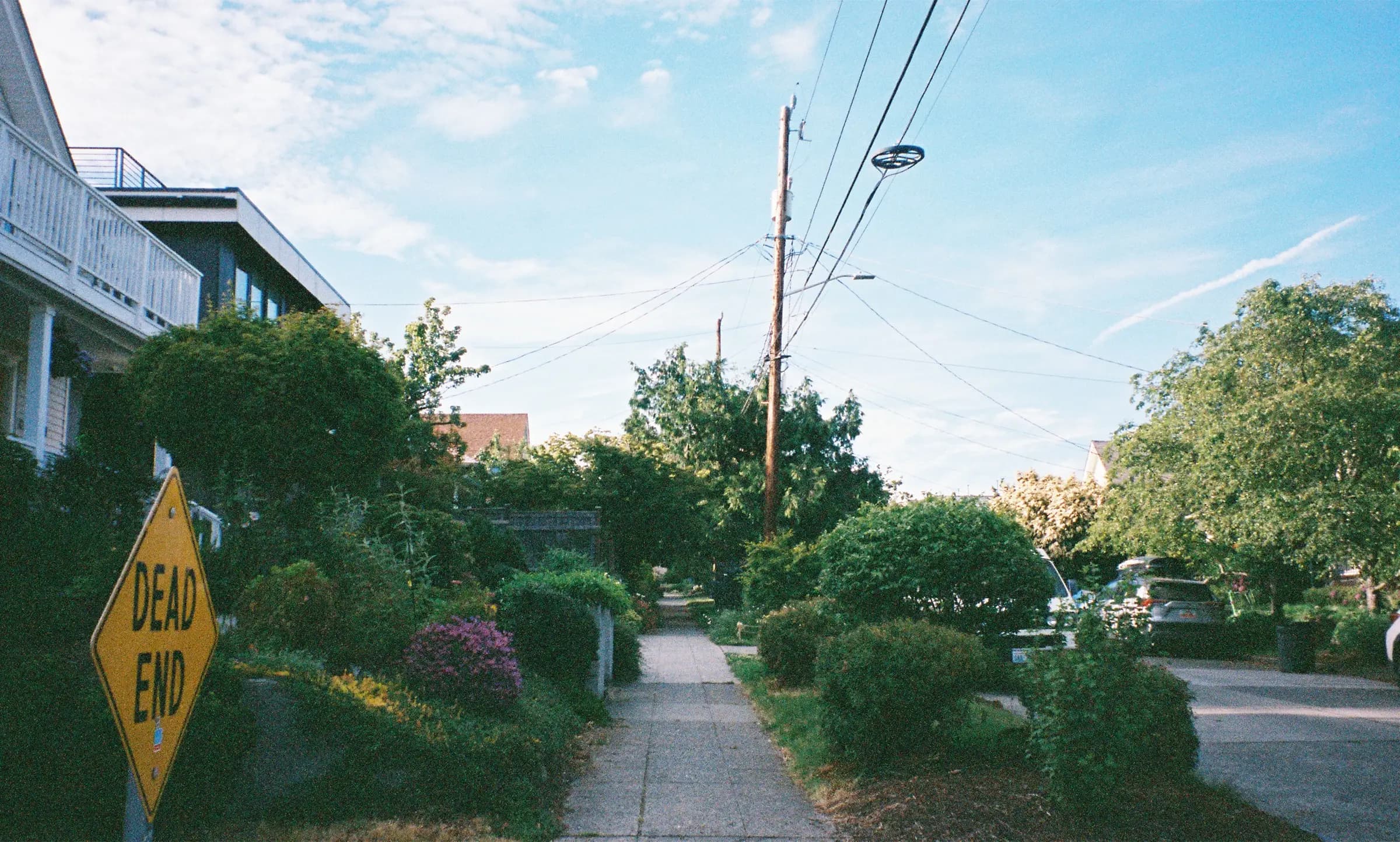 A leafy dead-end residential street at golden hour